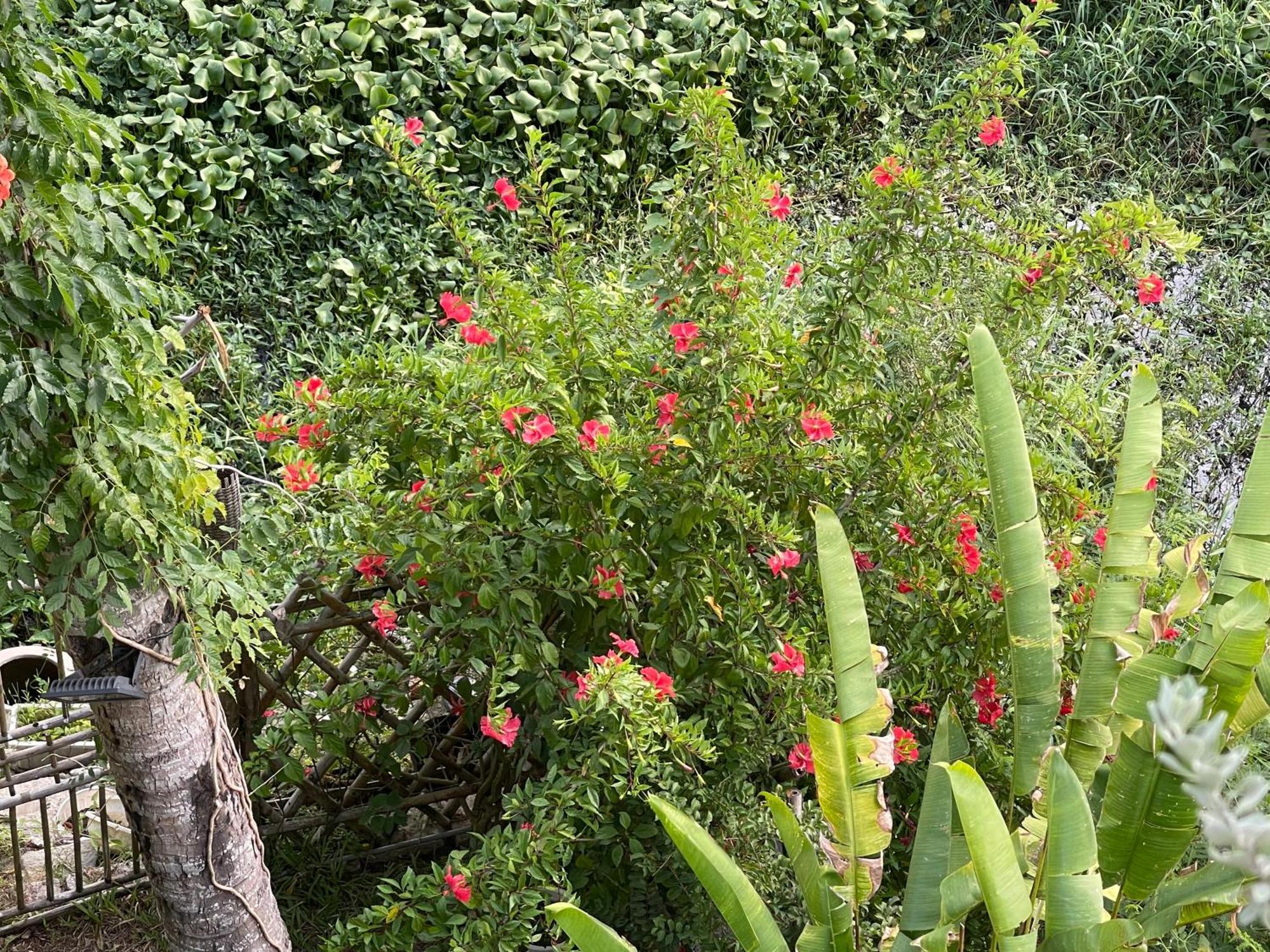 Hoi An Ti Hon House Villa Exteriör bild